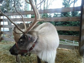 It s a reindeer.jpg